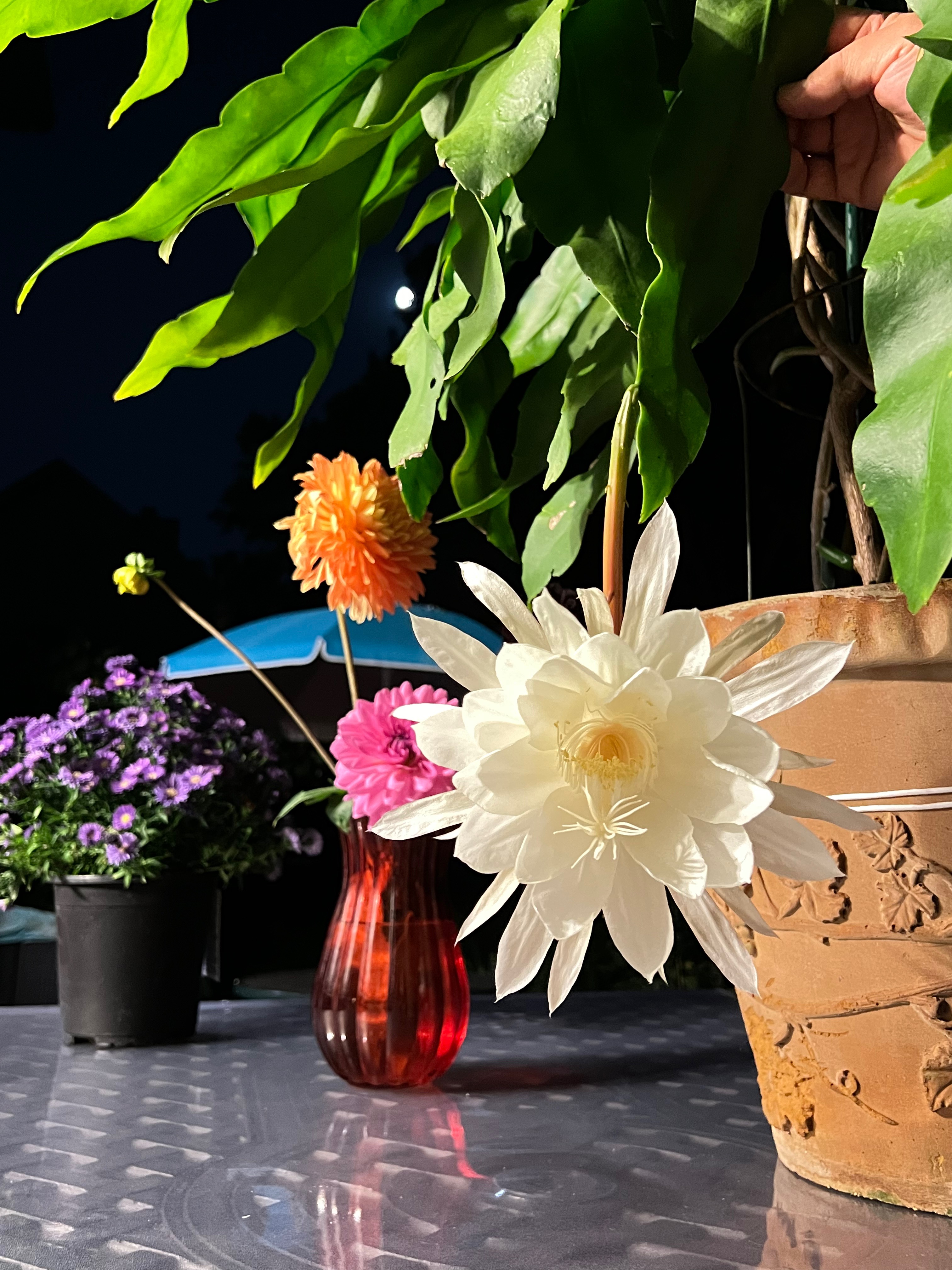 At Home (Our Garden) 1