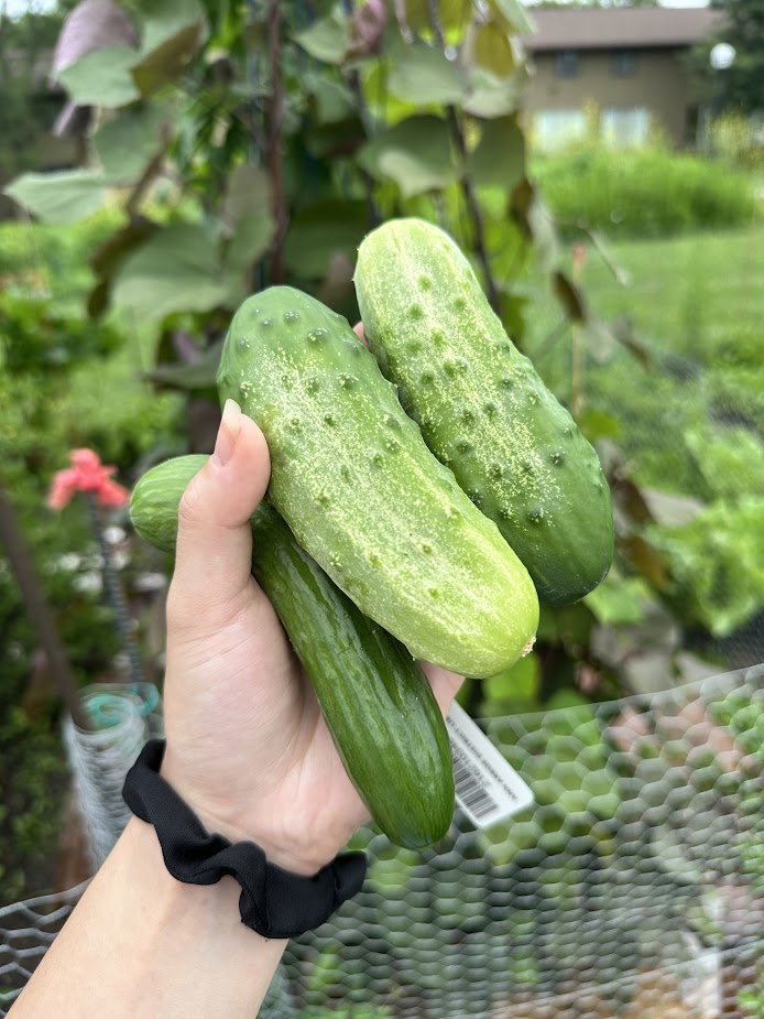 At Home (Our Garden) 2