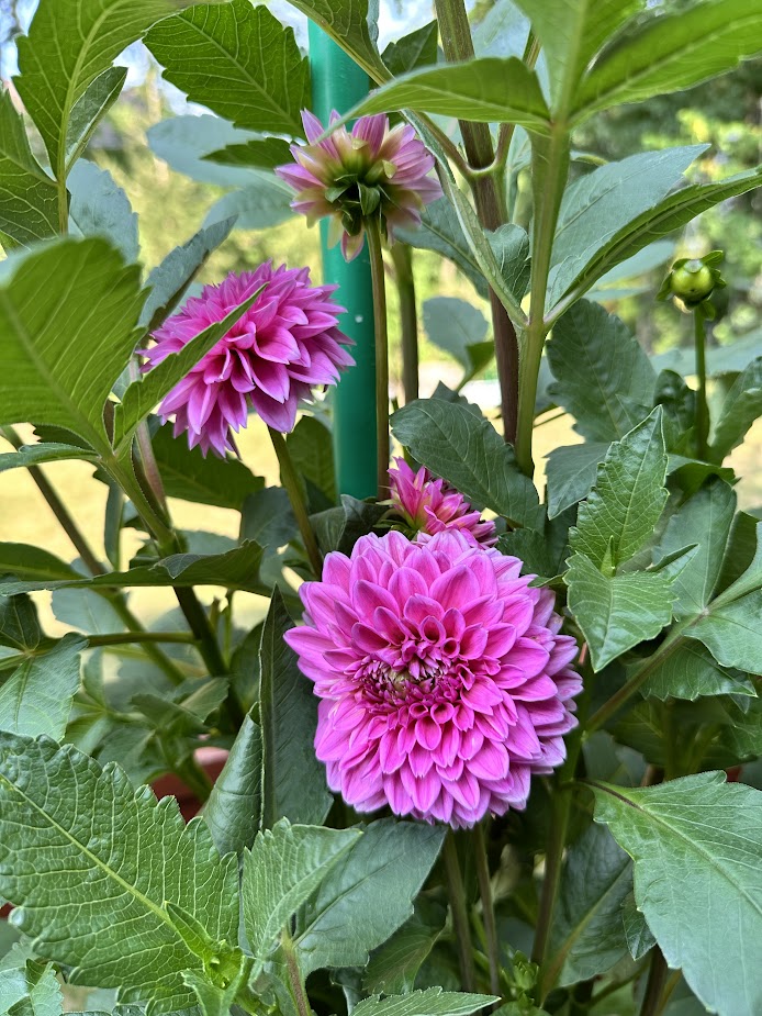 At Home (Our Garden) 7