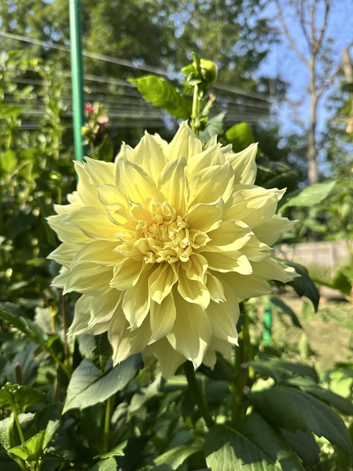 At Home (Our Garden) 8