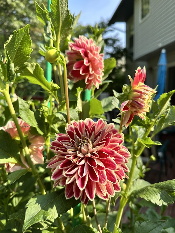 At Home (Our Garden) 9