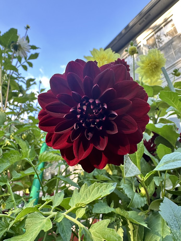 At Home (Our Garden) 10