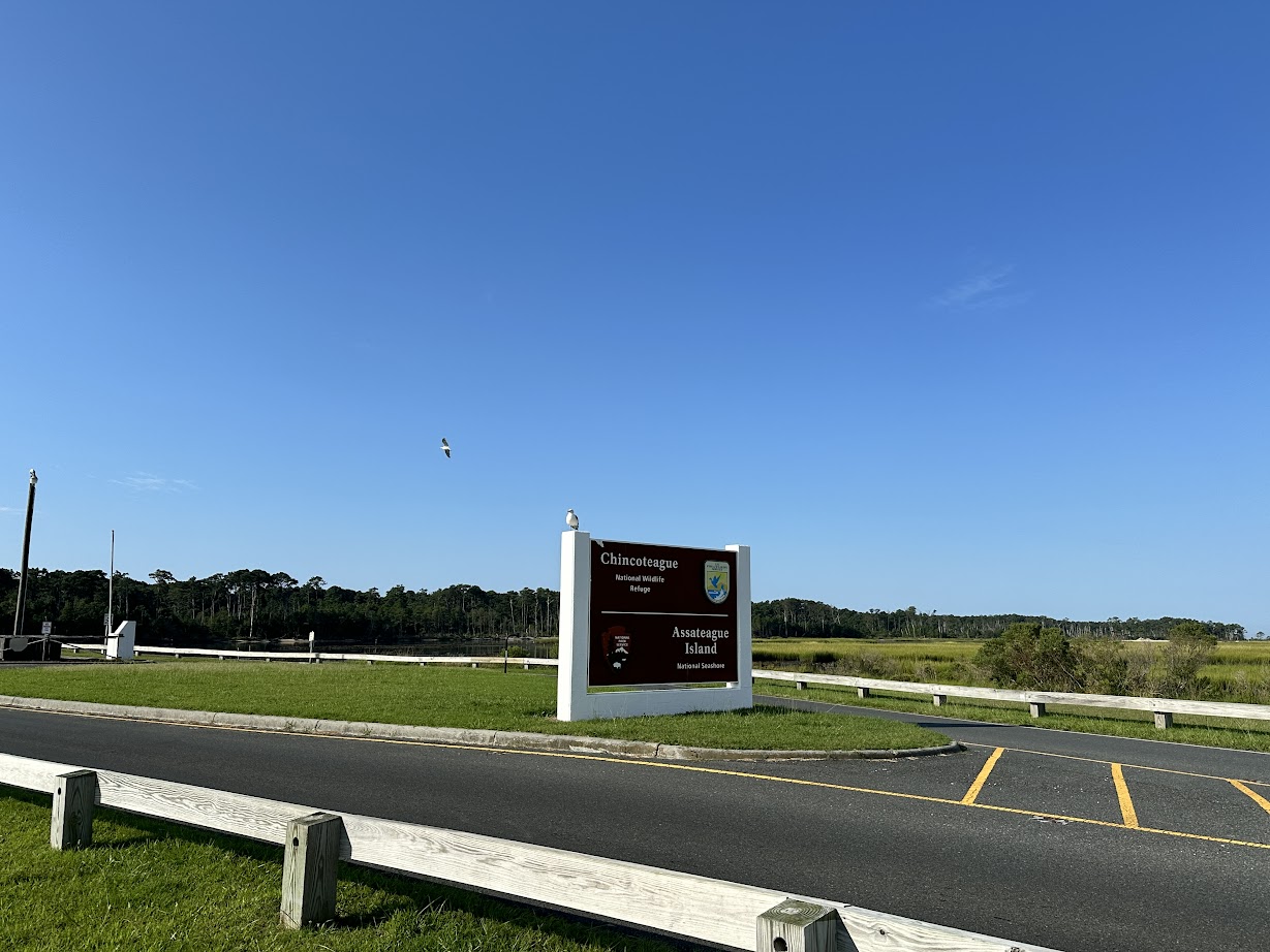 Chincoteague and Assateague 3